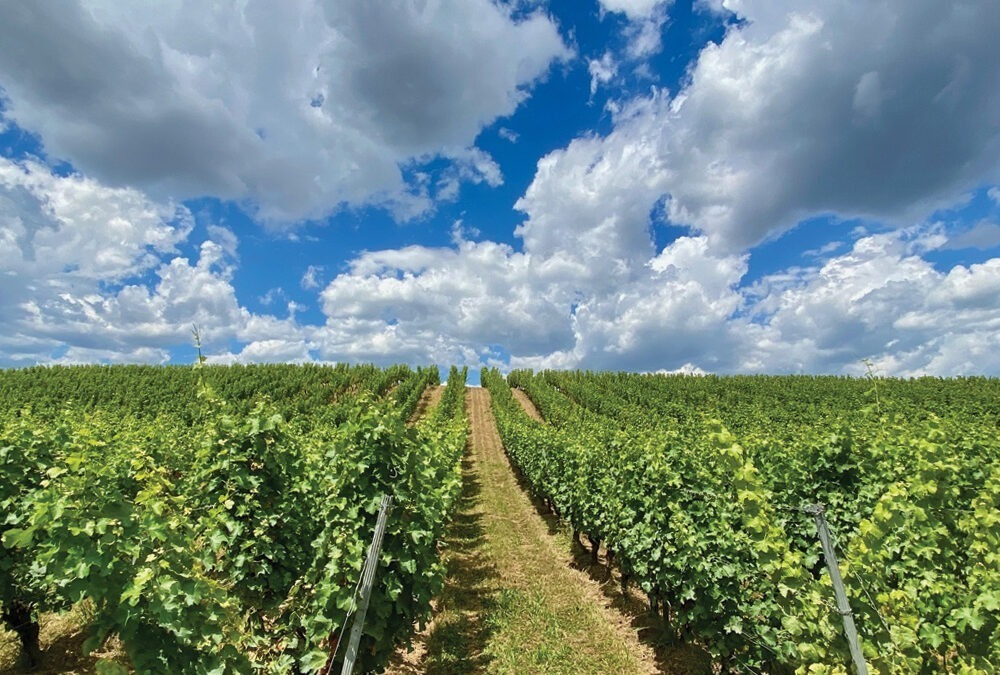 L’attente des vendanges: le temps suspend son souffle