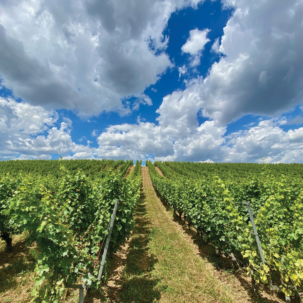 L’attente des vendanges: le temps suspend son souffle