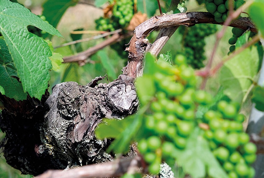 Qu’est-ce qu’un vin nature?