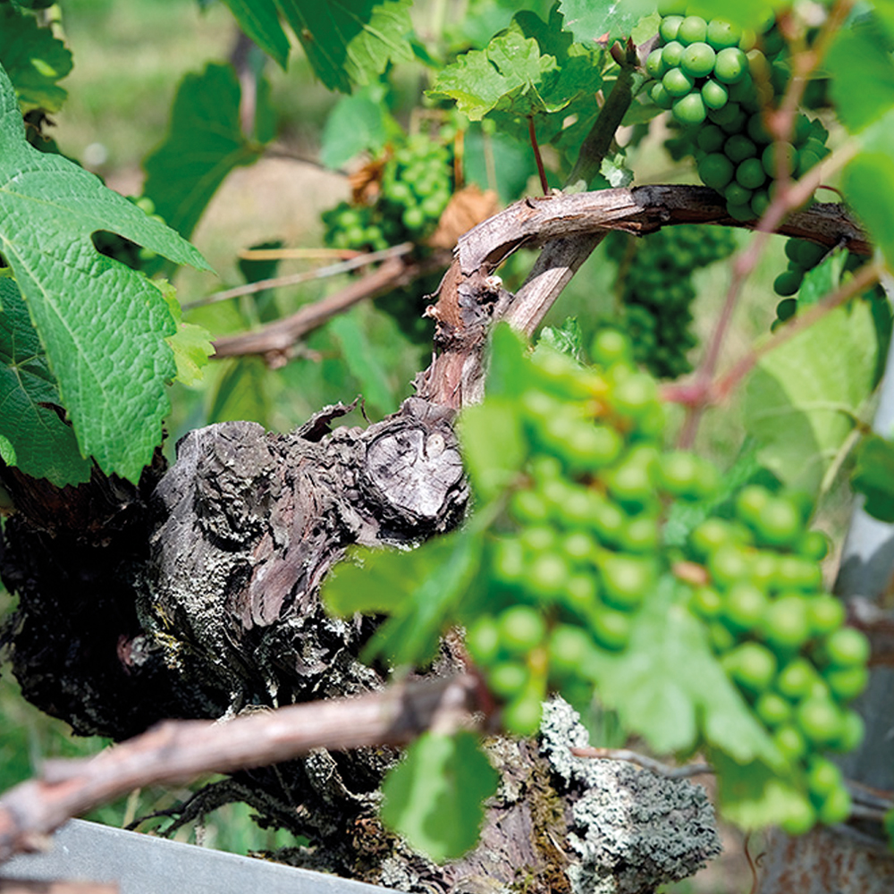 Qu’est-ce qu’un vin nature?