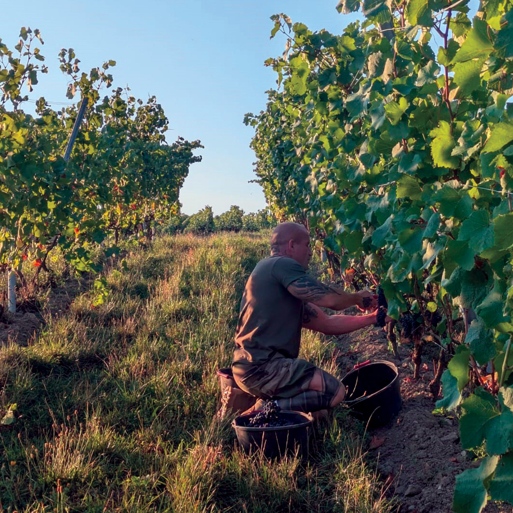 domaine-des-balisiers_blog_veraison_02