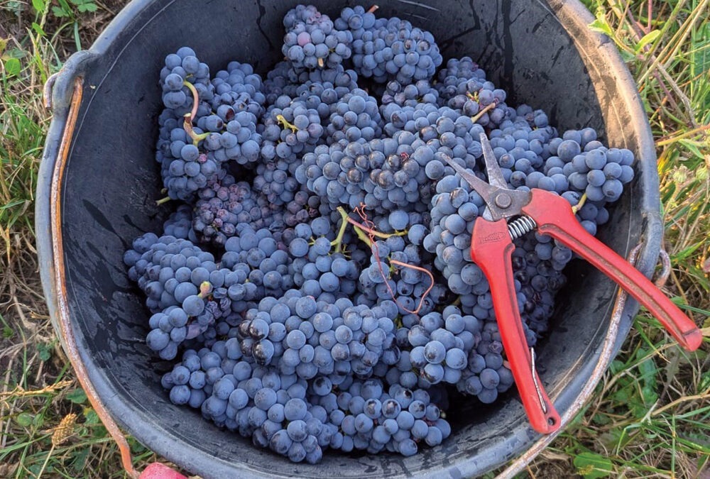 Première journée de vendanges 2025: les mousseux ouvrent le bal
