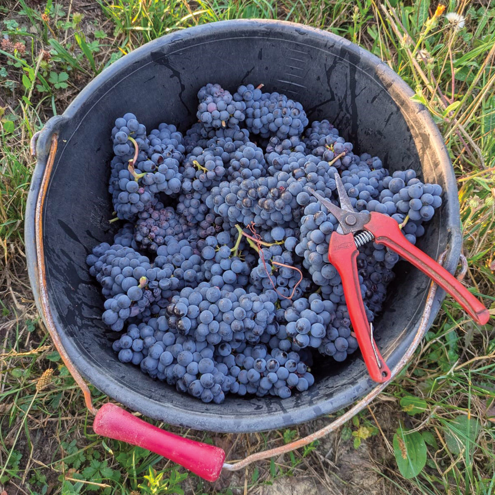 Première journée de vendanges 2025: les mousseux ouvrent le bal
