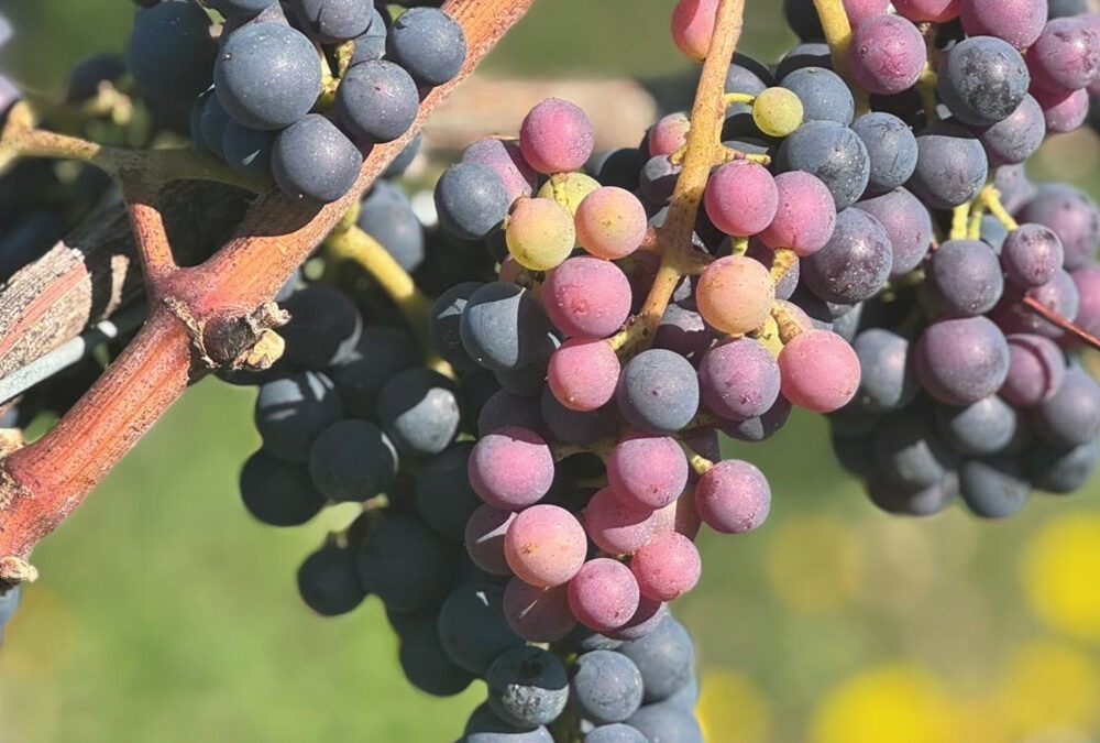 La véraison, quand la vigne change de couleur.