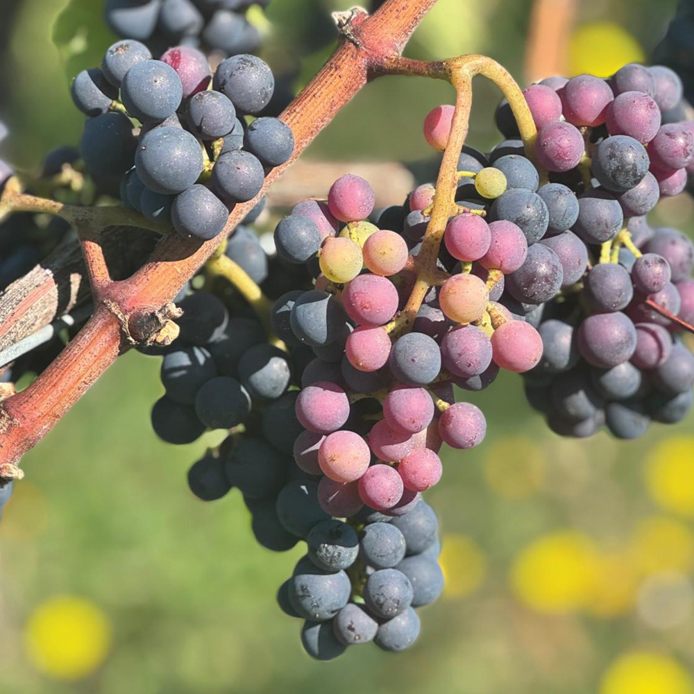La véraison, quand la vigne change de couleur.