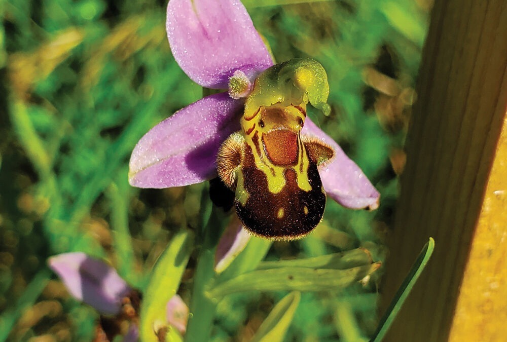 Deux orchidées protégées trouvent refuge à Landecy
